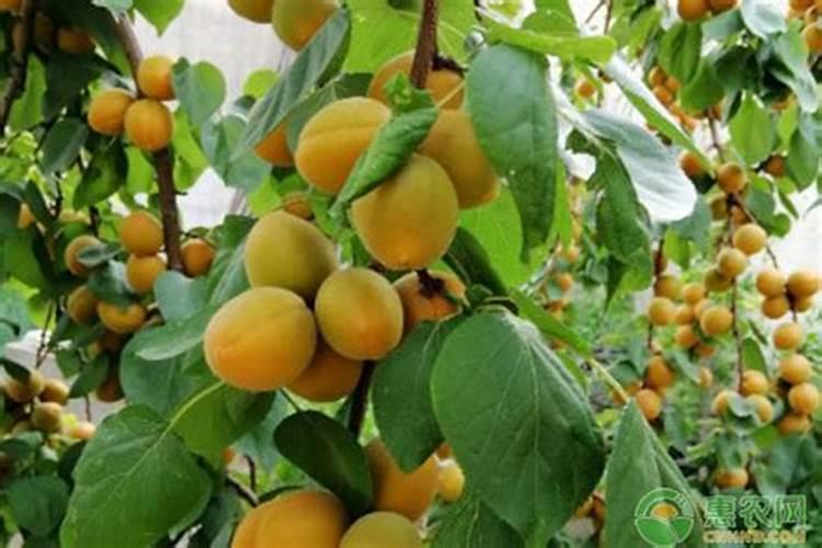 高磷土壤地适合什么种植