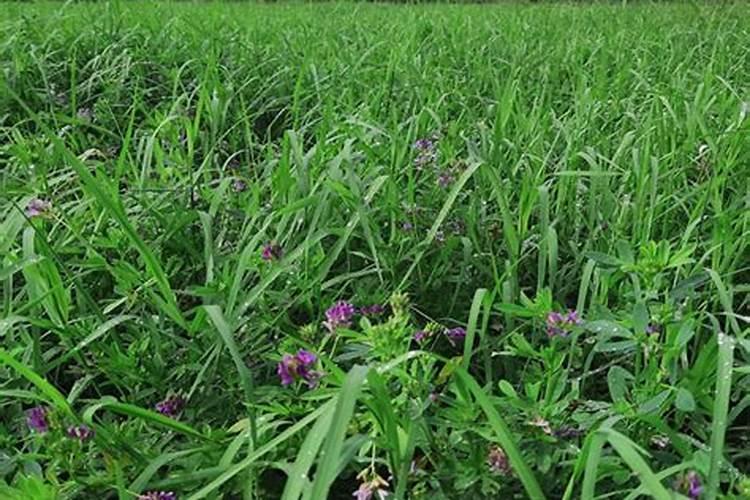 女人吃什么水果好