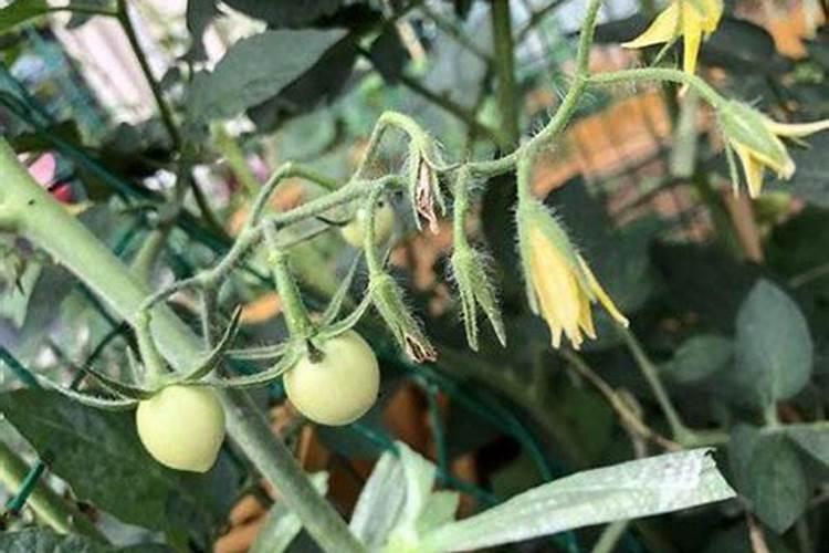 番茄坐果后怎样施肥？西红柿叶面肥喷施注意什么？