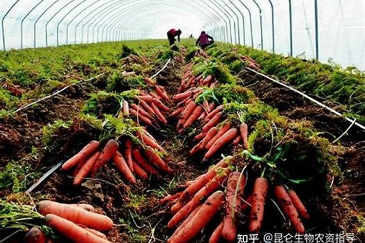 胡萝卜施什么肥最好