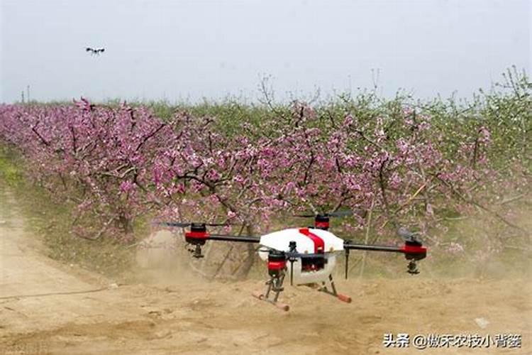 促进开花施什么肥料(果树促花用什么叶面肥好)