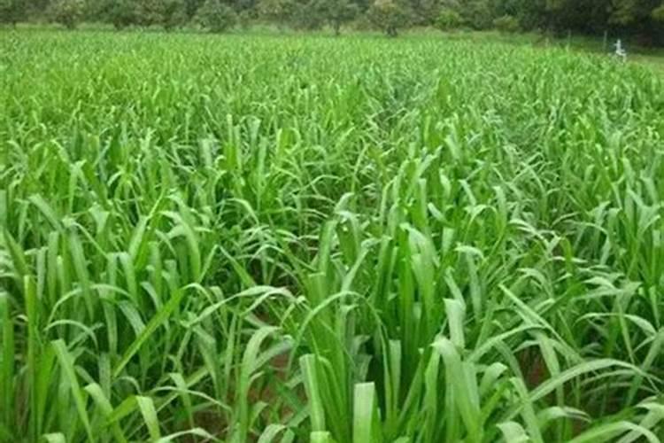 谷子后期喷叶面肥吗