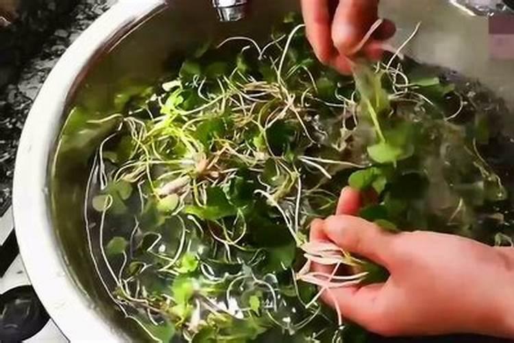 珍贵的野菜黄花菜种植方法介绍!