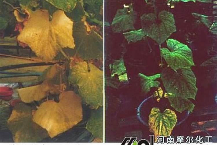 黄瓜叶子不绿缺什么肥料