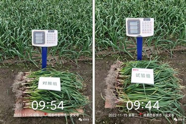 麦田打除草剂几天不能下雨