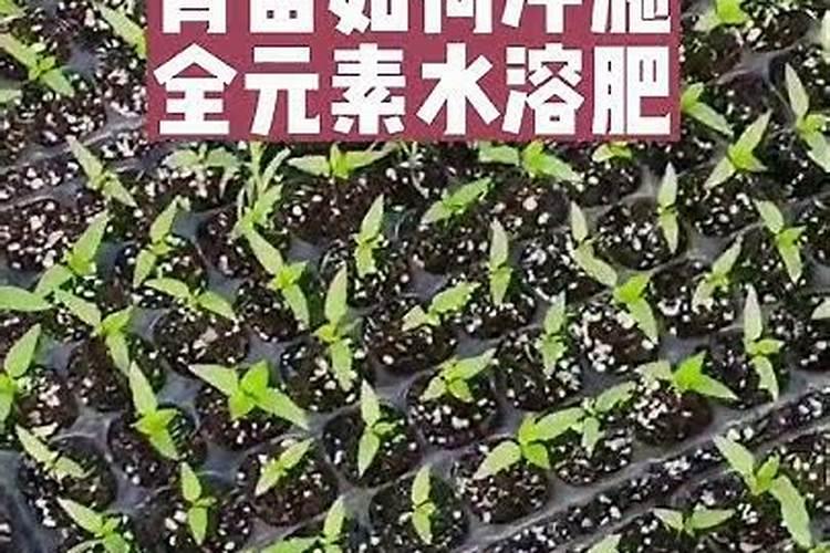 玉米苗后除草剂可以和芸苔素内酯一起用吗