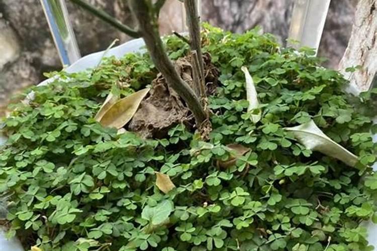 落叶直接埋土里能做肥料吗树叶埋在地里可以做肥料吗