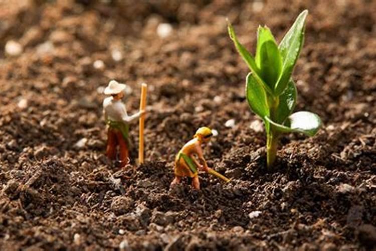 落叶直接埋土里能做肥料吗