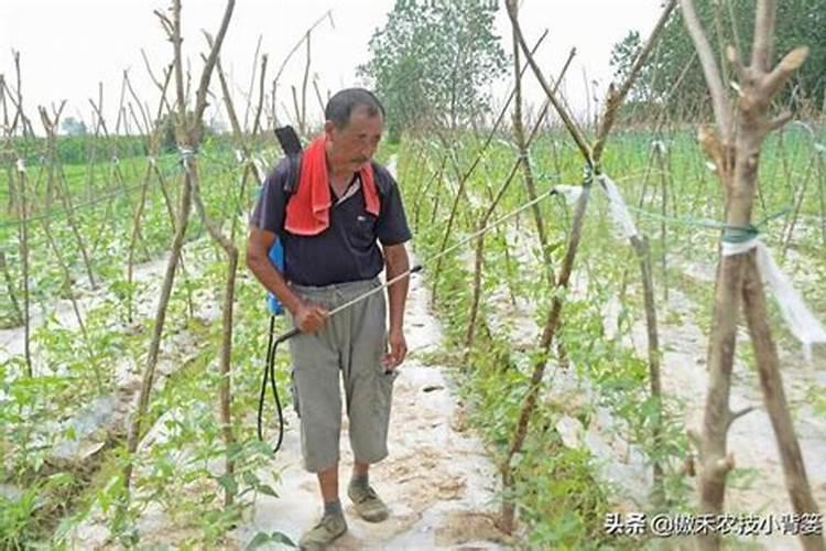 枸杞用什么肥料最好 ？枸杞打什么叶面肥好？枸杞生根用什么肥料好