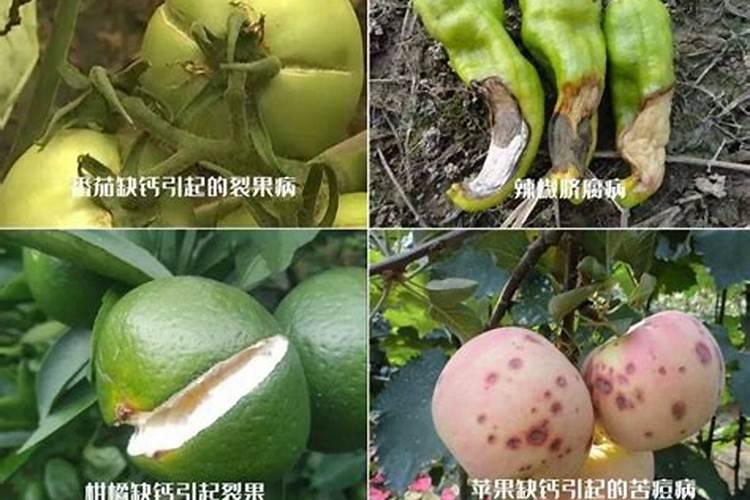 你了解钙肥吗,钙肥怎么选？什么时候用？怎么用？