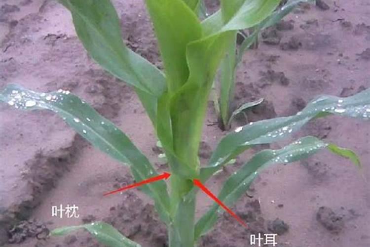 夏博玉米使什么肥料好