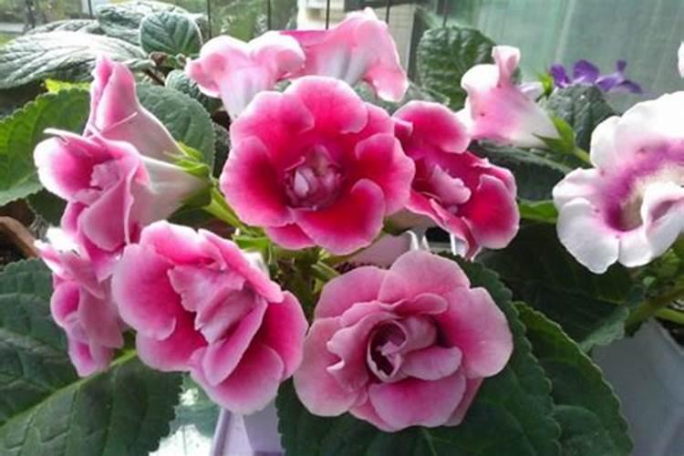 花生开花期能打叶面肥吗？