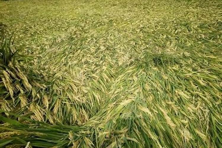 硫酸钾与磷酸二氢钾作用的区别