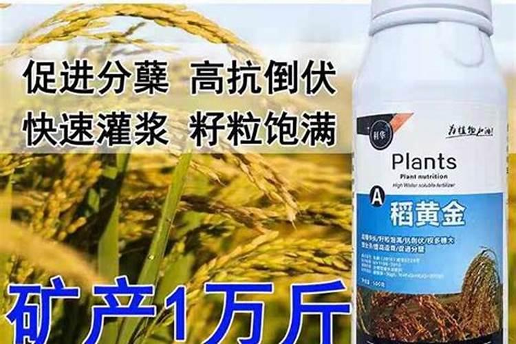 水稻抗倒伏能用抗倒脂吗