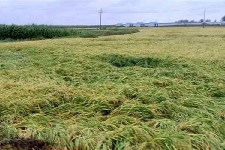 水稻倒伏用什么肥