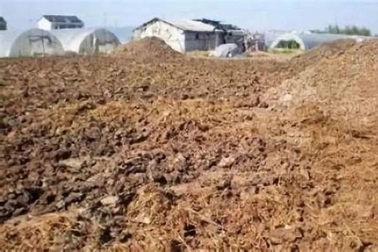 红糖做生根肥配方