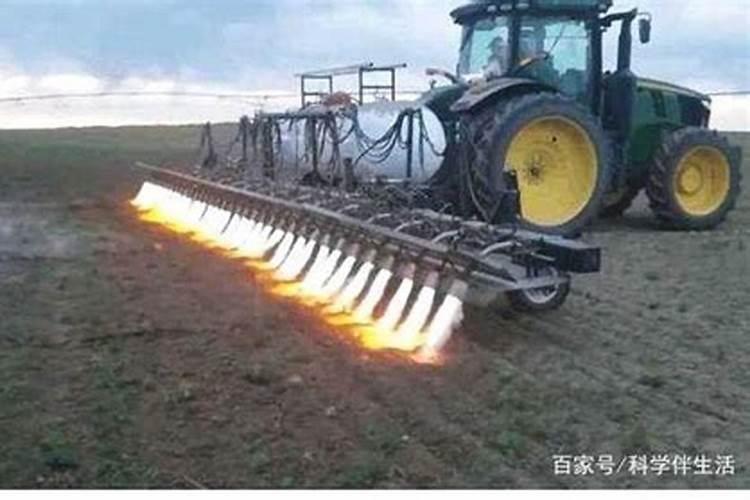 冬季铺草皮如何保证成活