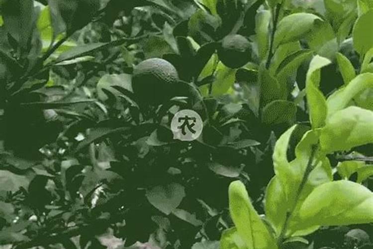 柑桔秋稍抽的太多,怎么办