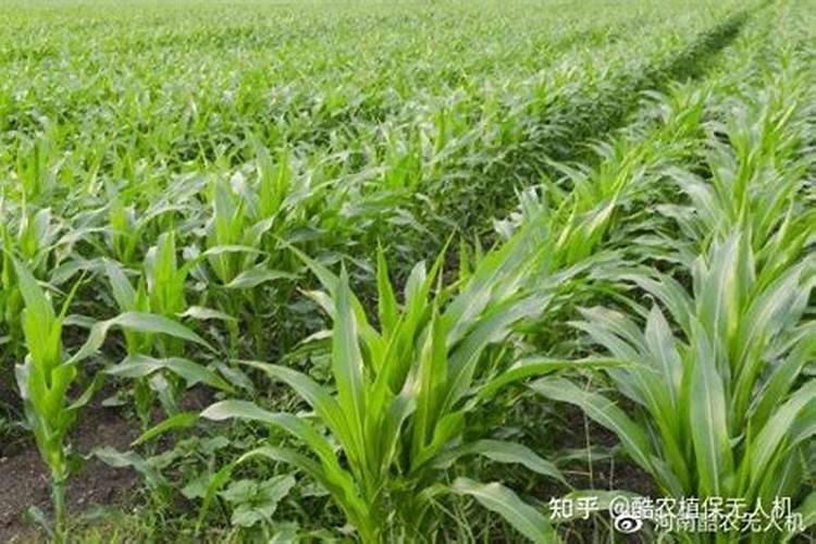 硼肥的用量、作用及使用方法