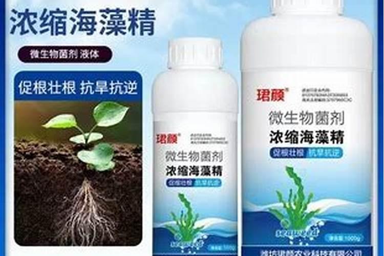 在哪里能买到山顶树的冬青？