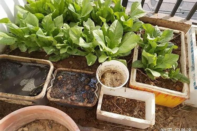 种植蔬菜用什么肥料 自己种菜用什么肥料