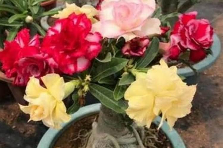 冬季沙漠玫瑰在北方怎么养？