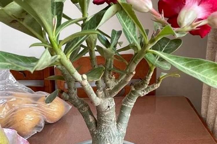 沙漠玫瑰冬季养殖方法