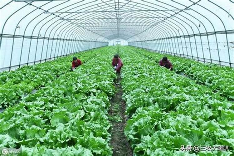 如何使用芸苔素