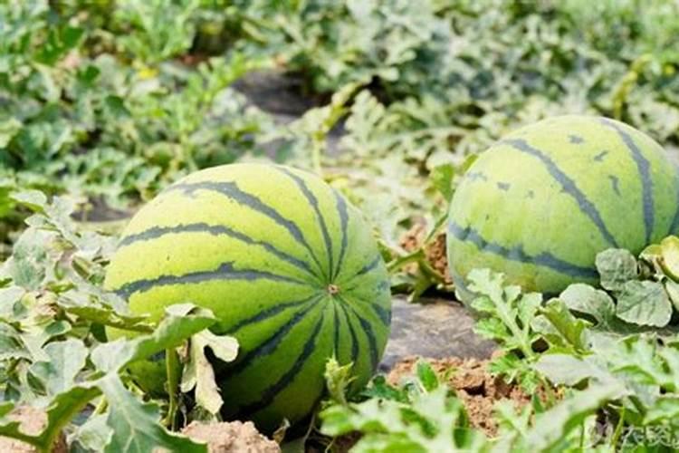 西瓜坐果后的施肥方法