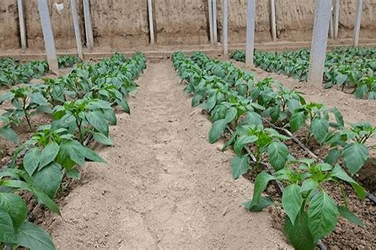 钾肥有哪些种类 钾肥的功效和使用方法