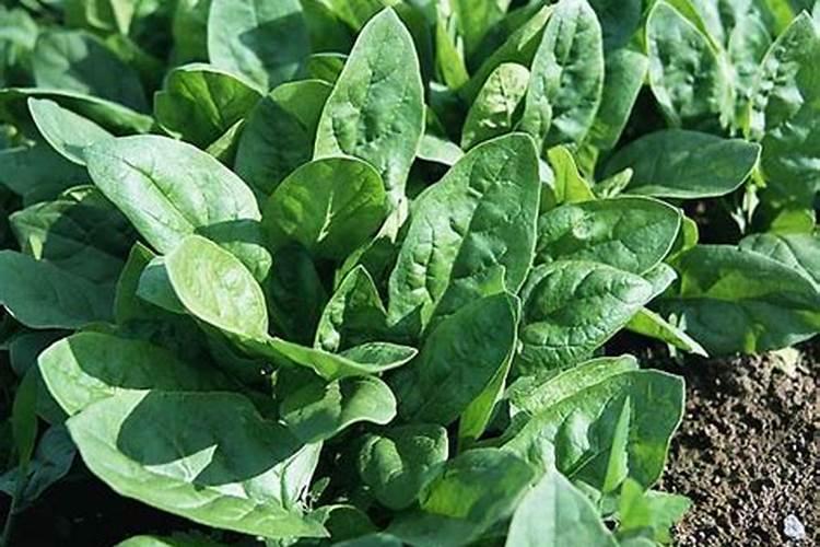 菠菜抽薹是咋回事 养菠菜什么时候种好