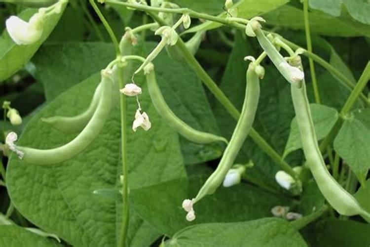 绿豆底肥放什么肥好(底肥施用方法)