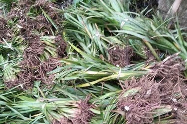 石菖蒲一亩施多少碳铵肥料