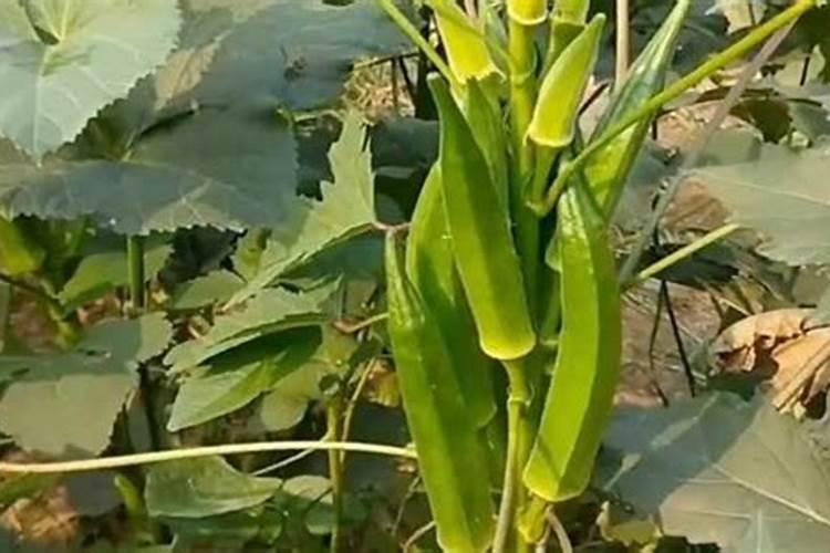 秋葵移栽后怎样管理 秋葵移栽后需要怎样管理