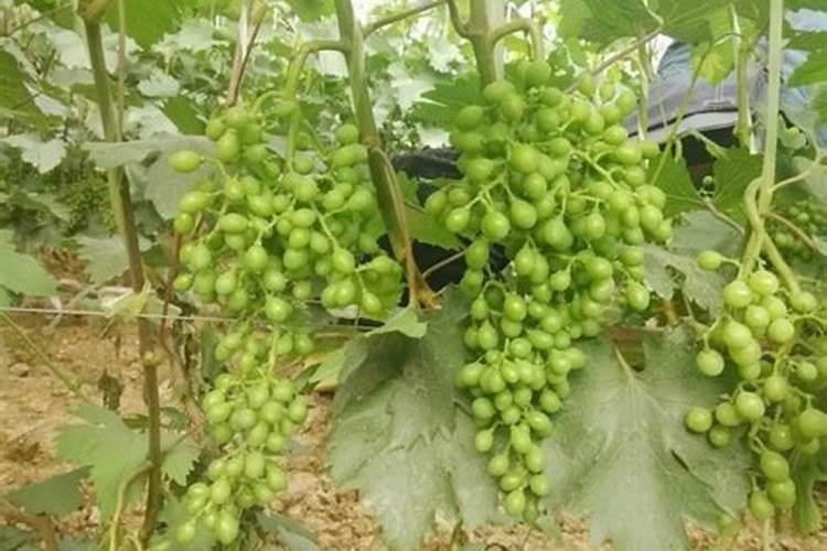 我的葡萄籽粒小,病虫害又多,怎么办？