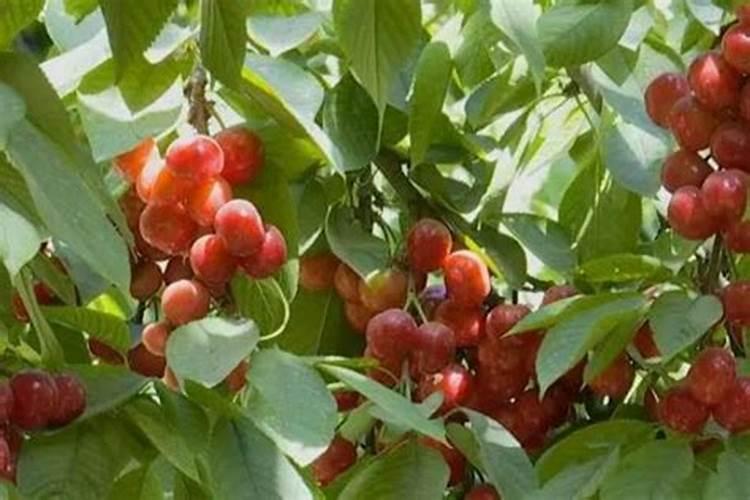 樱桃落果是什么原因造成的