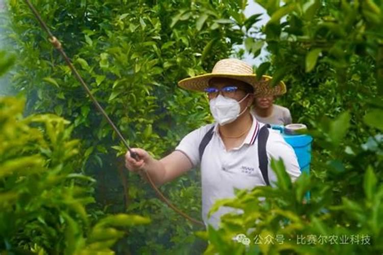 柑橘专用叶面肥哪个好？柑橘专用肥用什么好？柑橘肥料用“昆仑风”百度...