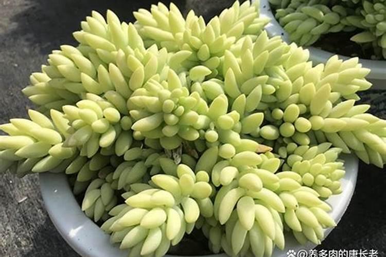 玉缀怎么养爆盆