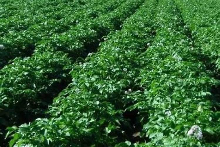 土豆施什么肥料好？土豆叶面喷什么好？土豆什么时候喷昆仑风叶面肥？