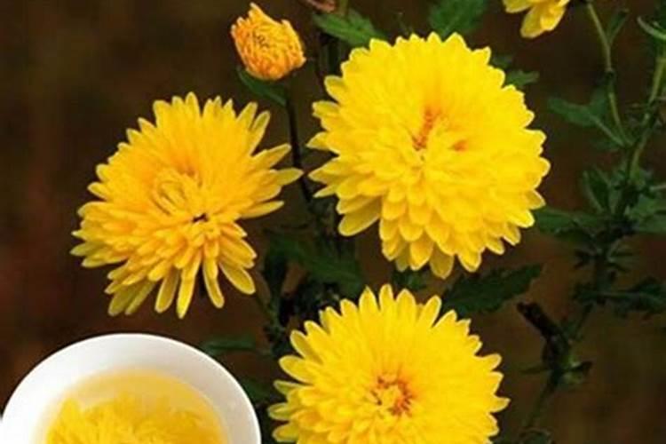 野菊花价格多少钱一斤