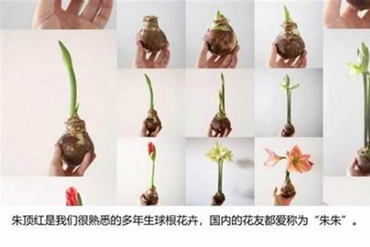 如何正确给红掌施肥