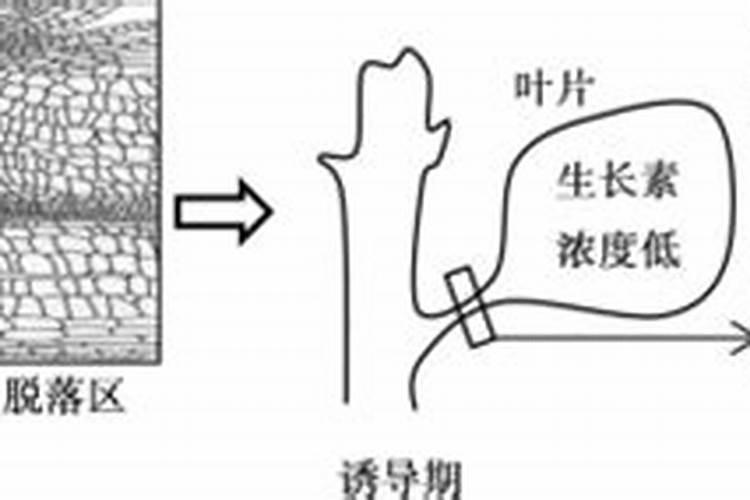 小麦叶面肥什么时候用好