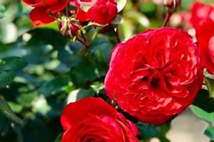 刚移栽的月季要马上浇水吗