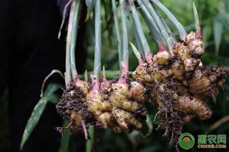 生姜底肥的正确使用方法