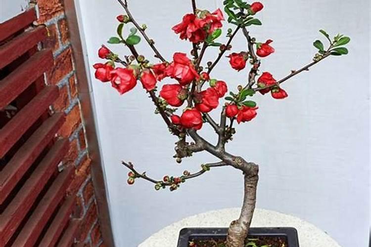 长寿冠海棠的养殖方法