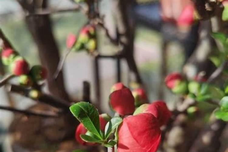 长寿冠海棠夏天的养护