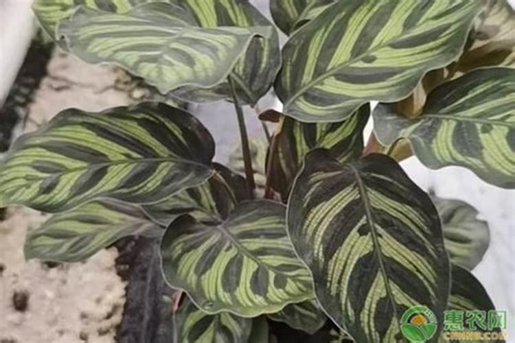 孔雀竹芋施什么肥最好