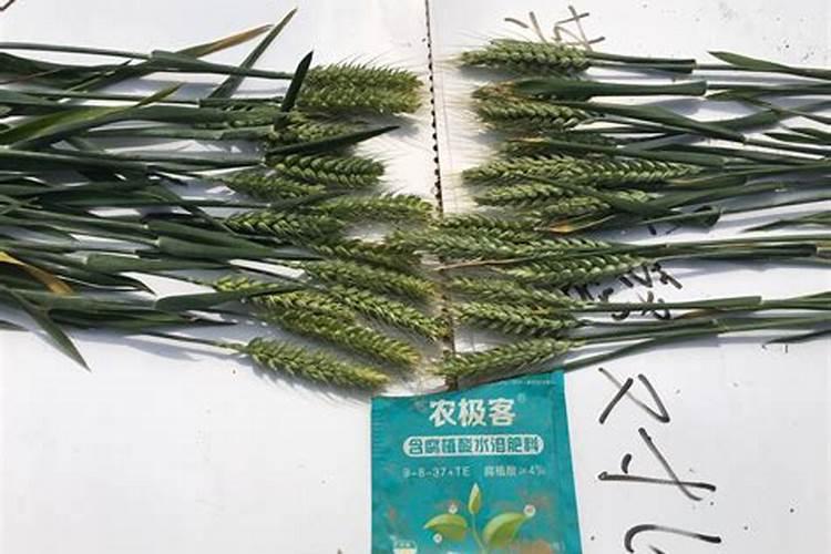 小麦防冻专用叶面肥 小麦防冻措施