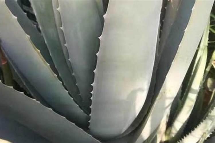 芦荟在冬天怎么养护