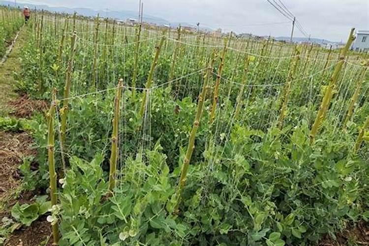 豆角保花保果用什么肥料好？豆角怎么施肥又长又直？